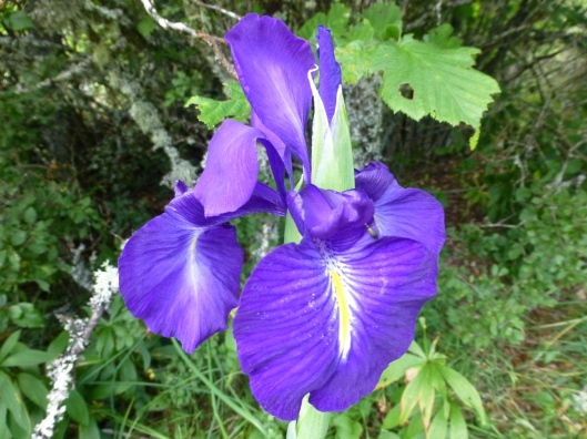 The forest above the village had a big bloom of wild iris